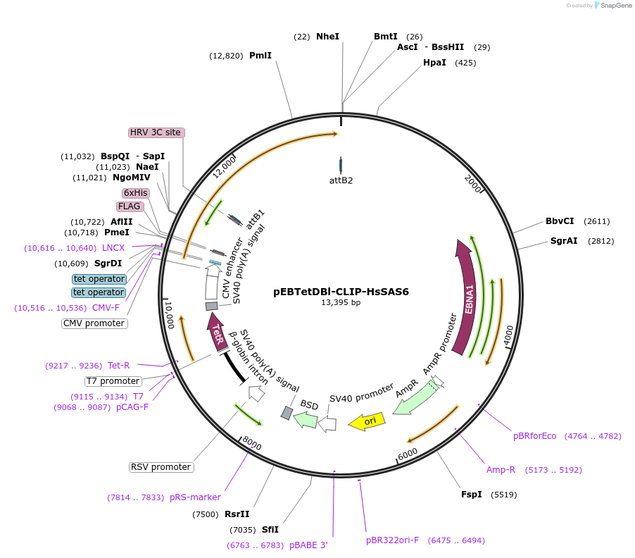 136839-plasmid-map-sequence-id-276379