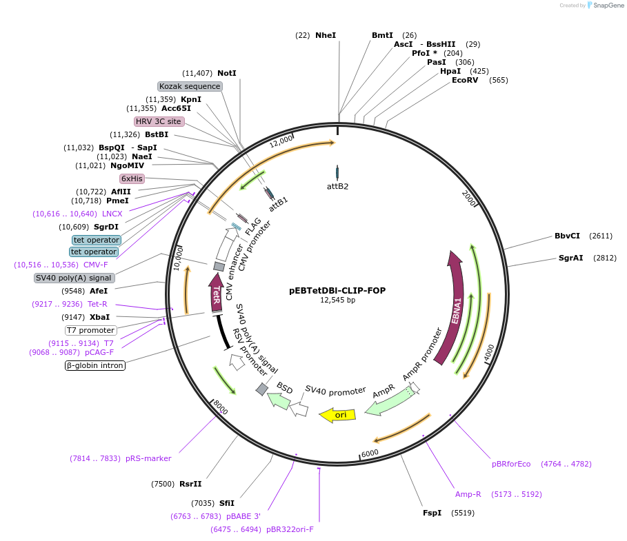 136846-plasmid-map-sequence-id-276381