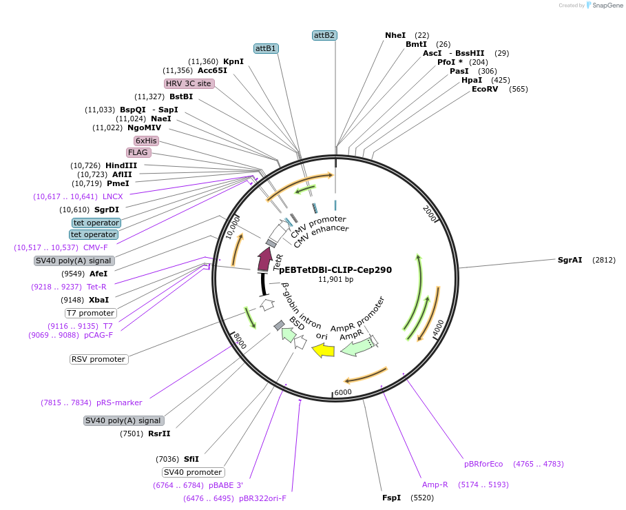 136854-plasmid-map-sequence-id-276385