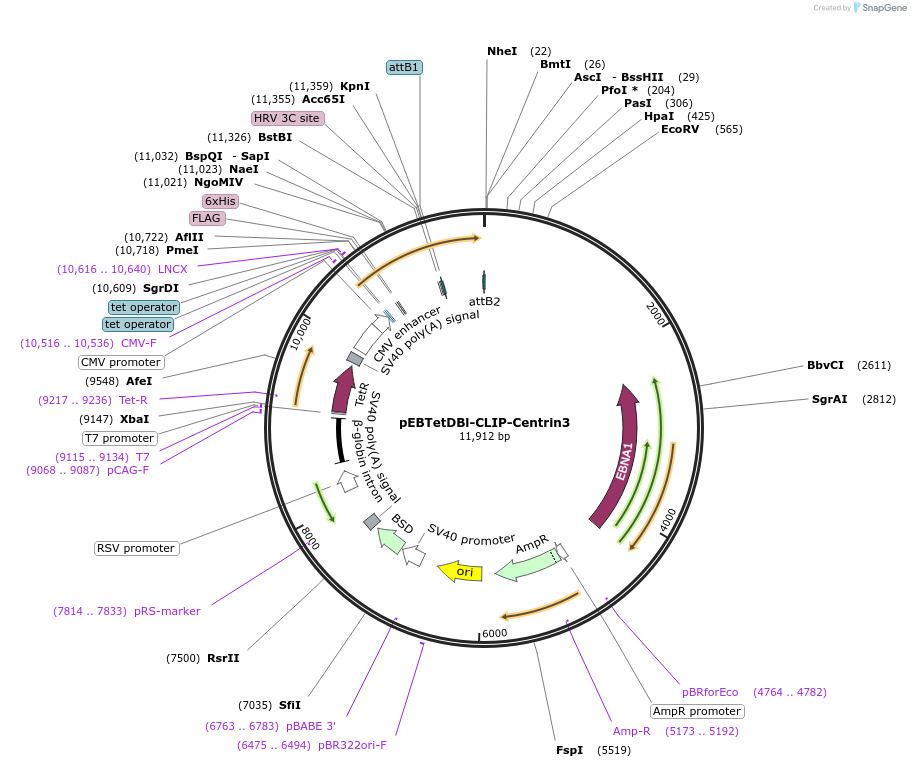 136856-plasmid-map-sequence-id-276387