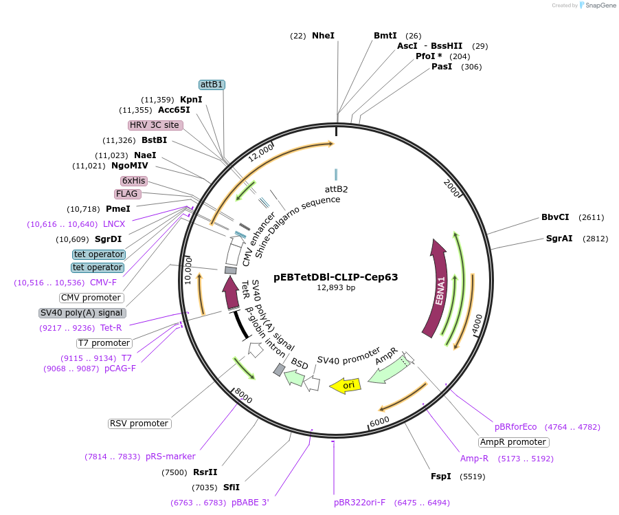136861-plasmid-map-sequence-id-276402