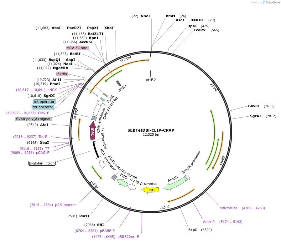 136865-plasmid-map-sequence-id-276404