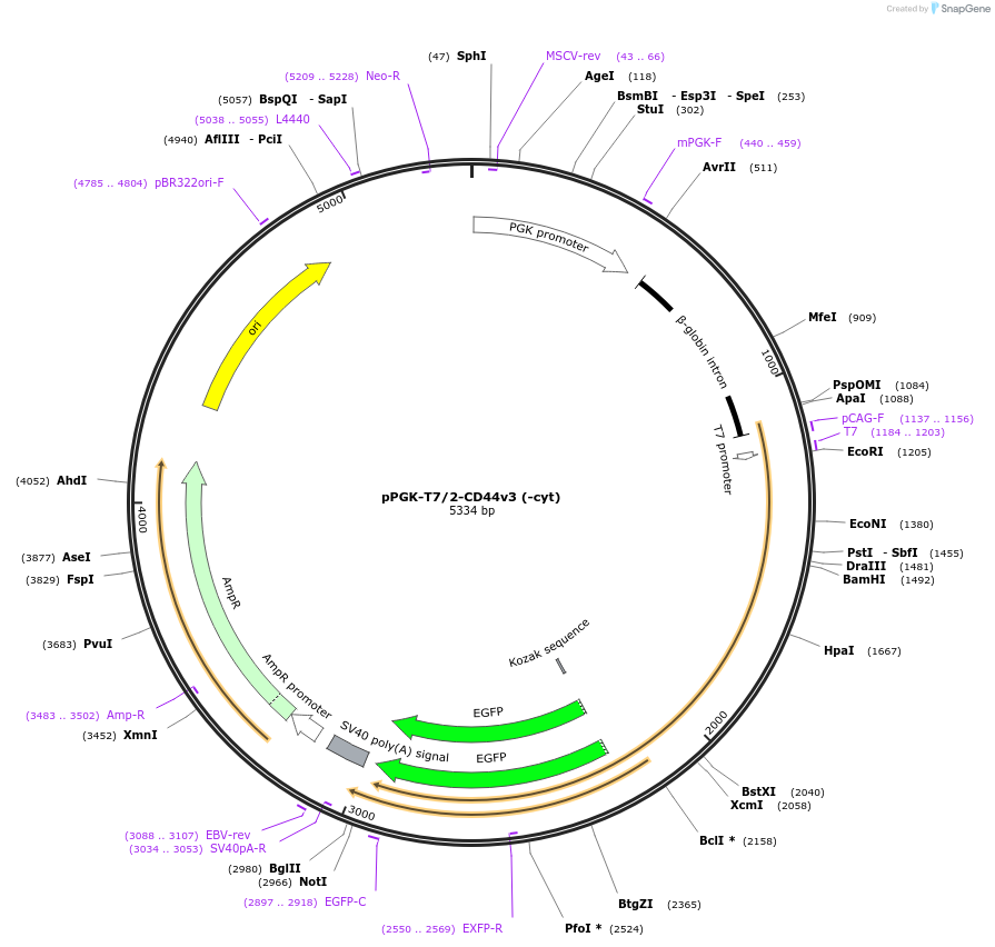 137813-plasmid-map-sequence-id-276405