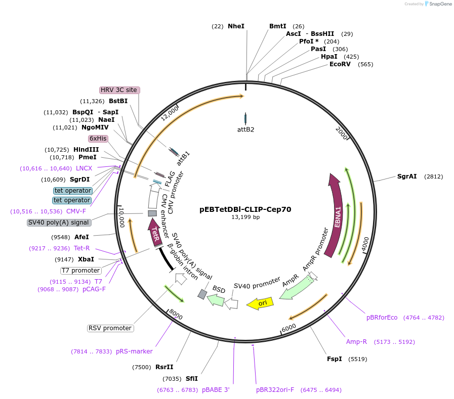 136871-plasmid-map-sequence-id-276408