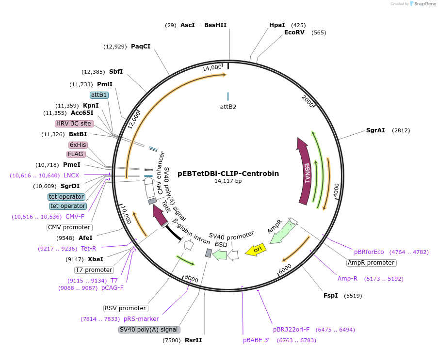 136879-plasmid-map-sequence-id-276409