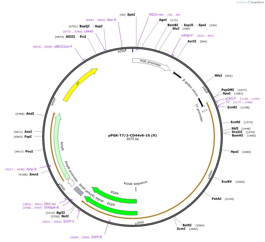 137820-plasmid-map-sequence-id-276417