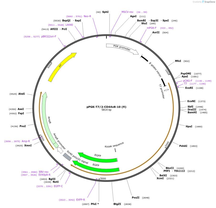 137823-plasmid-map-sequence-id-276420