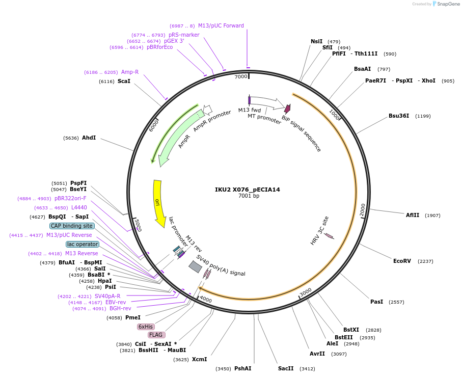 114902-plasmid-map-sequence-id-276506