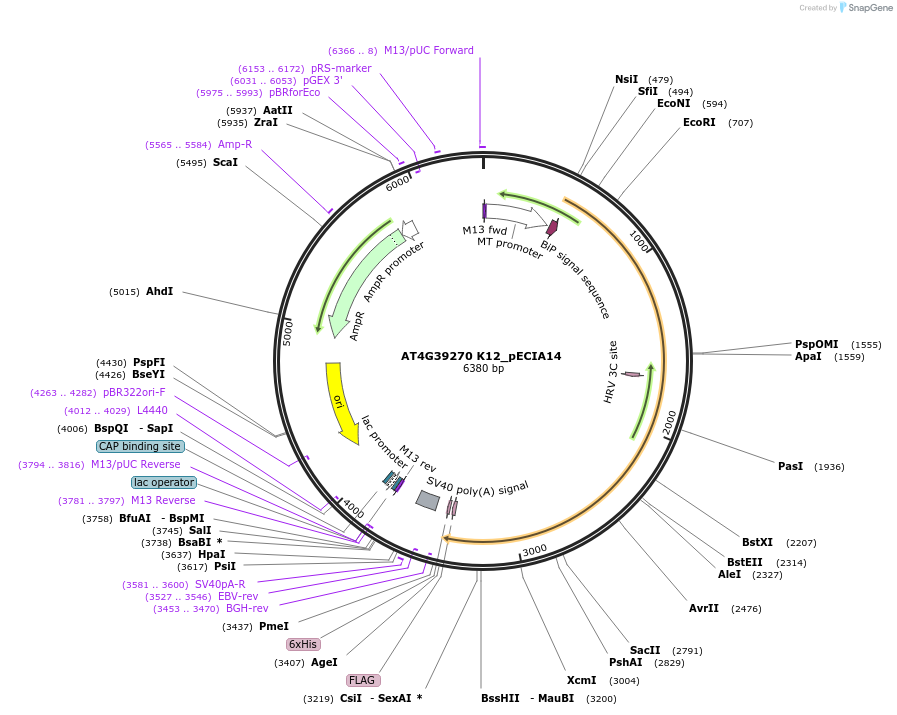 114933-plasmid-map-sequence-id-276515