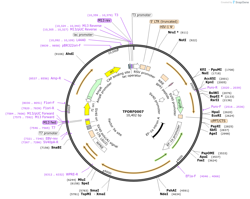 141472-plasmid-map-sequence-id-276552