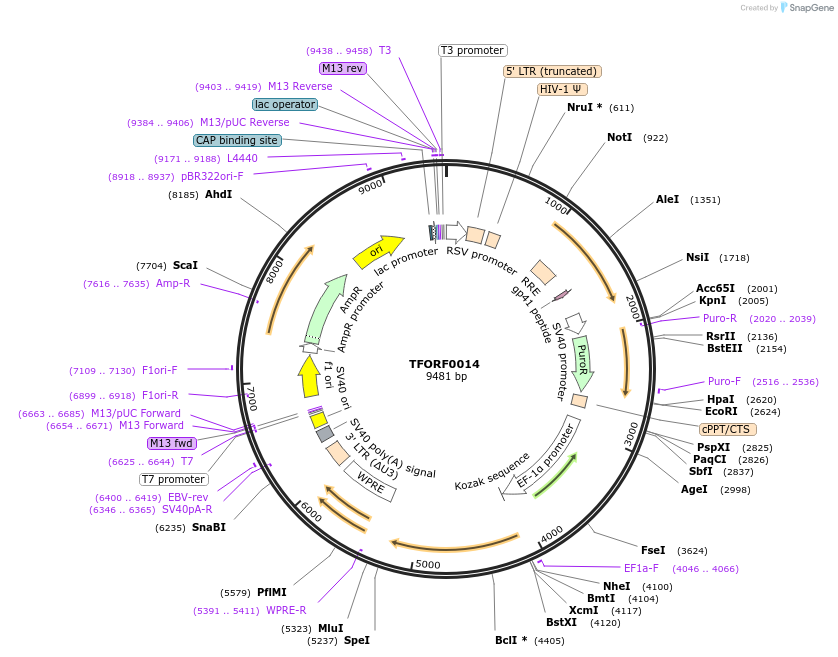 141474-plasmid-map-sequence-id-276558