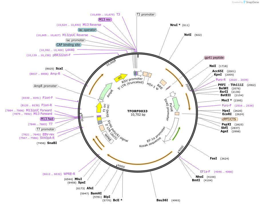 141485-plasmid-map-sequence-id-276591