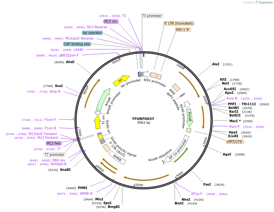 141488-plasmid-map-sequence-id-276600