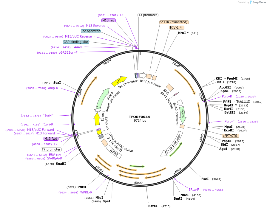 141489-plasmid-map-sequence-id-276603