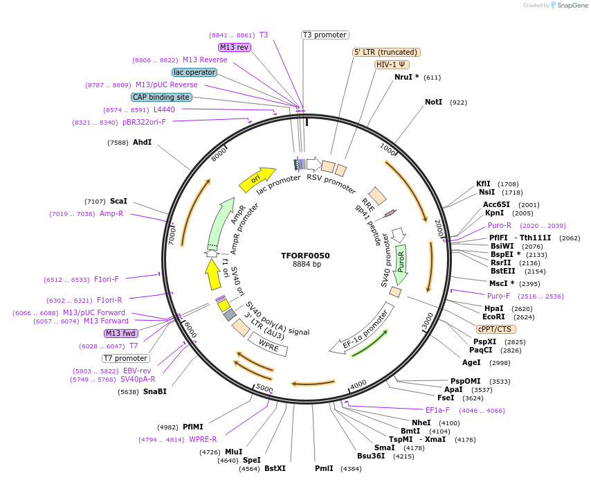141495-plasmid-map-sequence-id-276621
