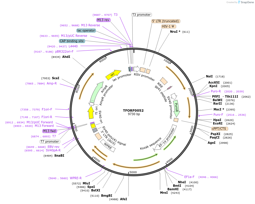 141497-plasmid-map-sequence-id-276627