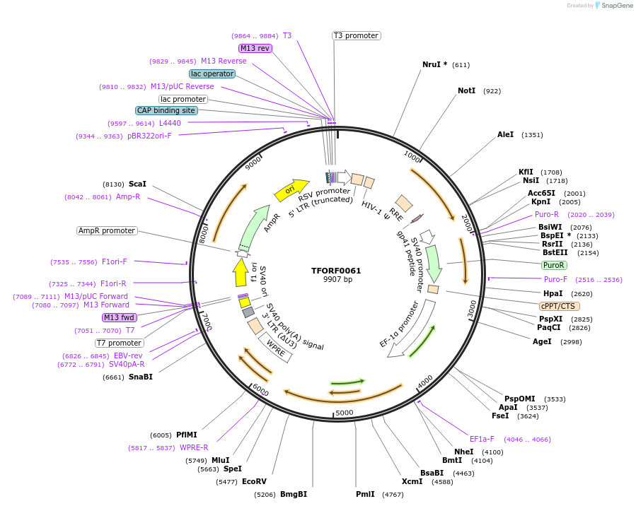 141502-plasmid-map-sequence-id-276642