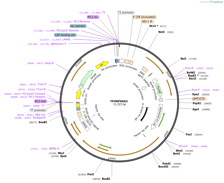 141503-plasmid-map-sequence-id-276645