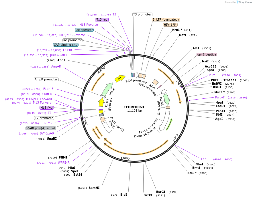 141504-plasmid-map-sequence-id-276648