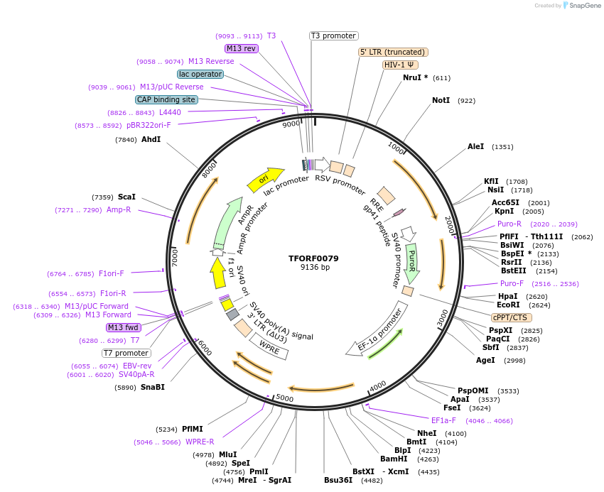141508-plasmid-map-sequence-id-276660