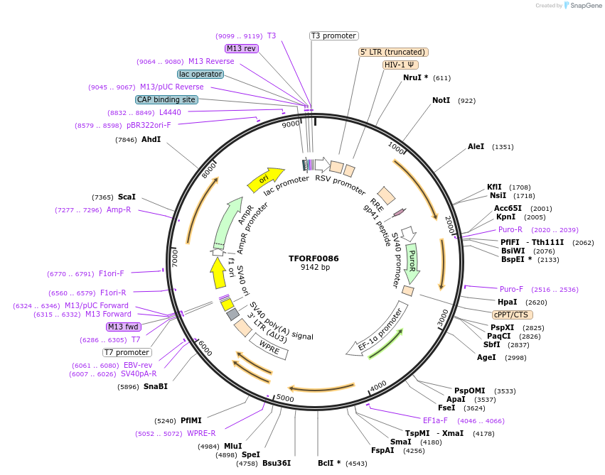 141510-plasmid-map-sequence-id-276666