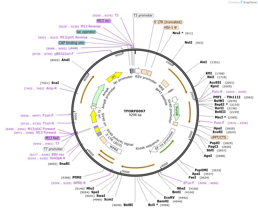 141512-plasmid-map-sequence-id-276672