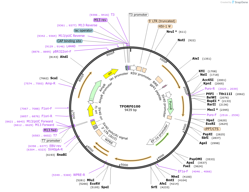 141514-plasmid-map-sequence-id-276678