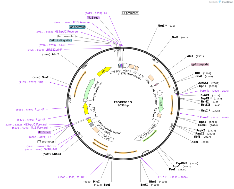 141520-plasmid-map-sequence-id-276696