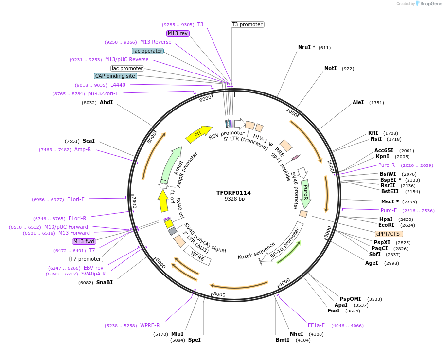 141521-plasmid-map-sequence-id-276699