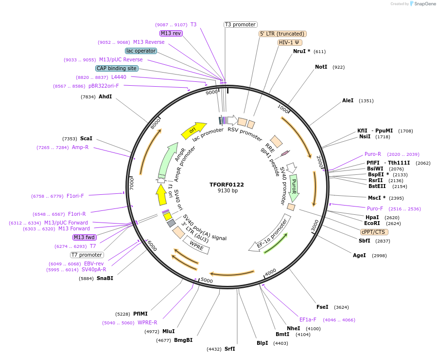 141527-plasmid-map-sequence-id-276717