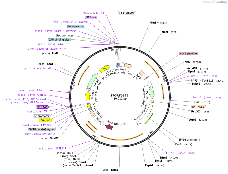 141543-plasmid-map-sequence-id-276765