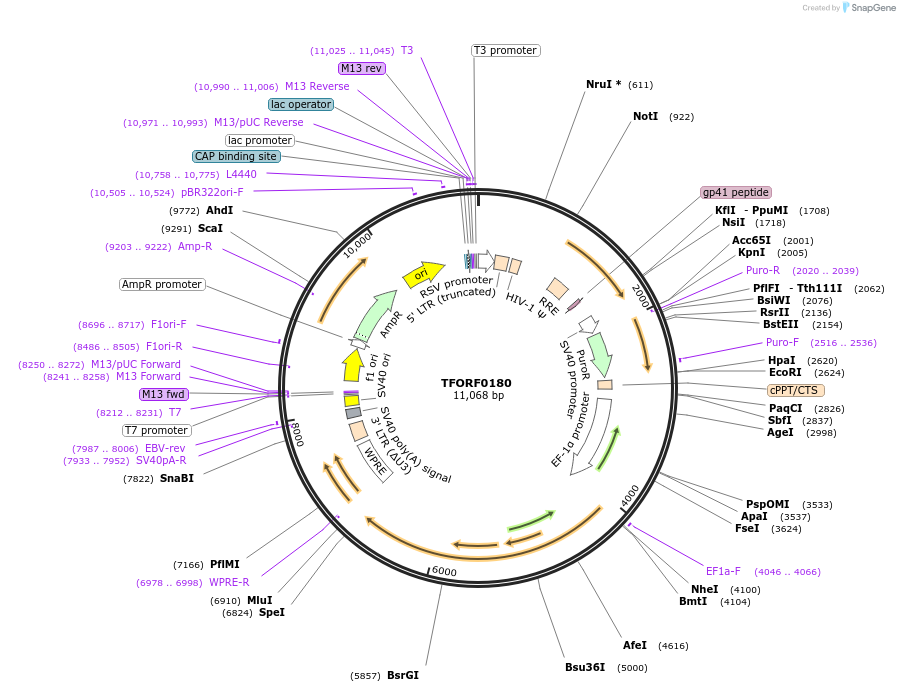 141545-plasmid-map-sequence-id-276771