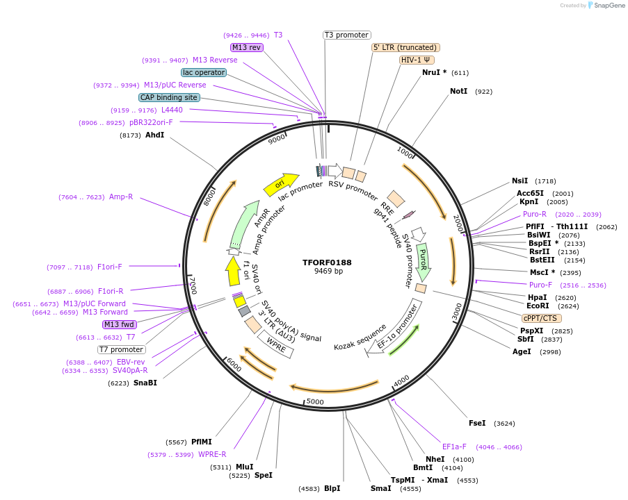 141547-plasmid-map-sequence-id-276777
