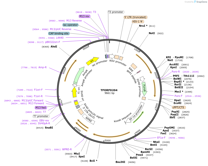 141554-plasmid-map-sequence-id-276798