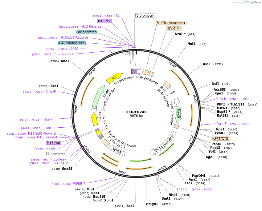 141558-plasmid-map-sequence-id-276810