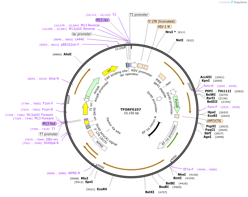 141560-plasmid-map-sequence-id-276816