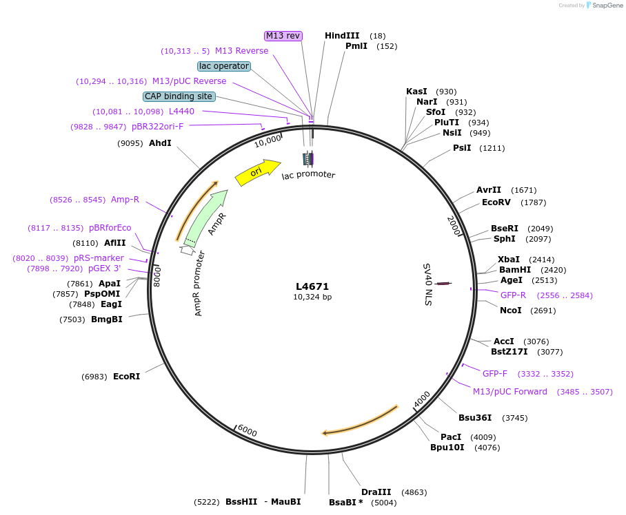 1670-plasmid-map-sequence-id-280
