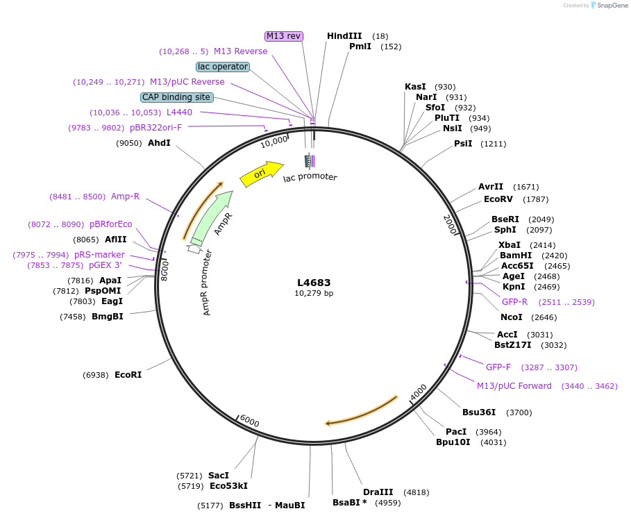 1672-plasmid-map-sequence-id-282