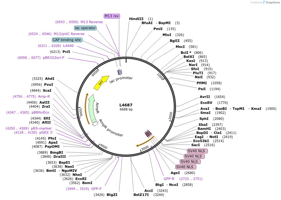 1674-plasmid-map-sequence-id-284