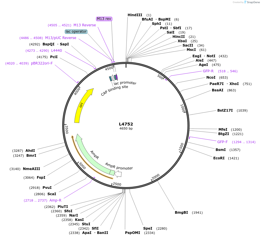 1675-plasmid-map-sequence-id-285
