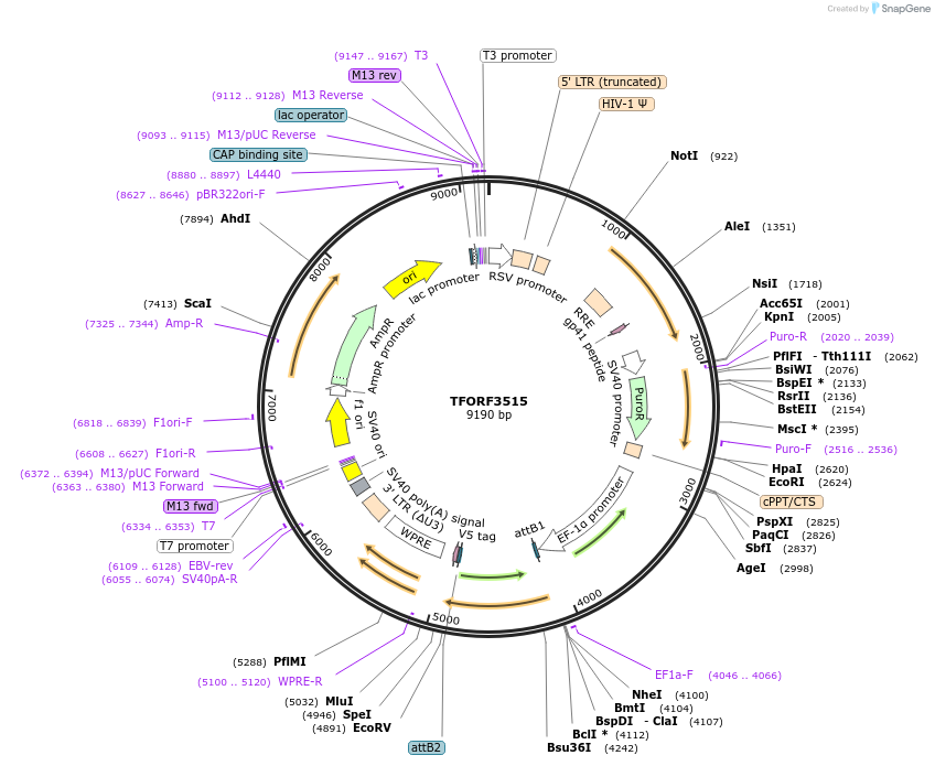 144991-plasmid-map-sequence-id-287087