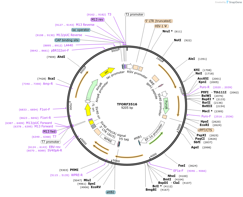 144992-plasmid-map-sequence-id-287090