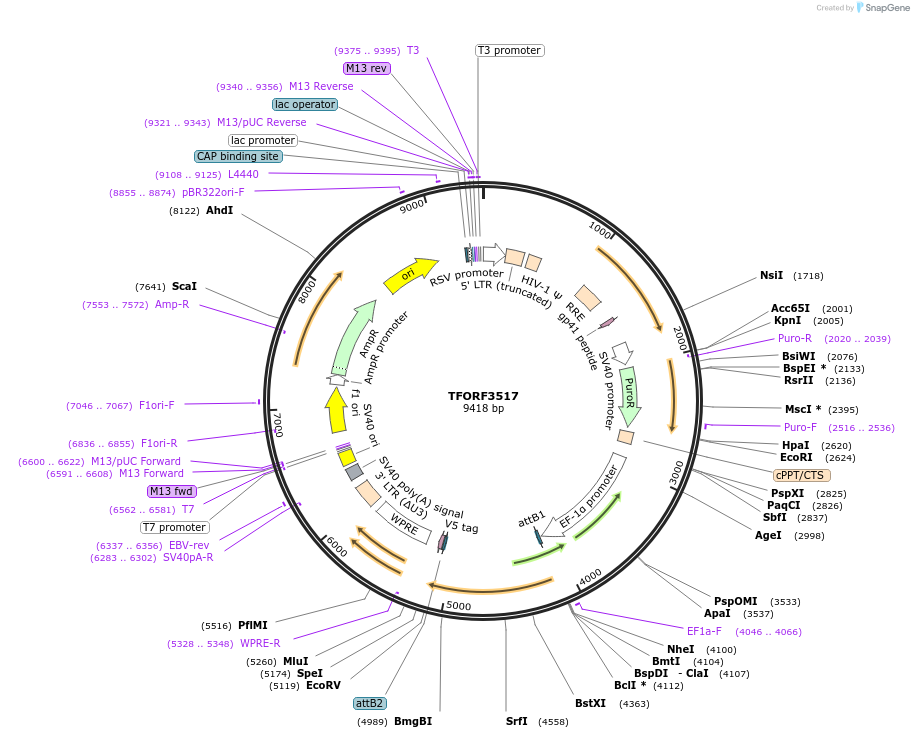 144993-plasmid-map-sequence-id-287093