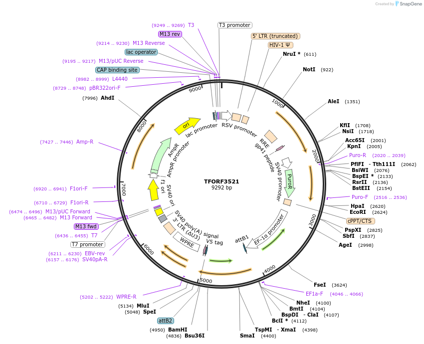 144997-plasmid-map-sequence-id-287105