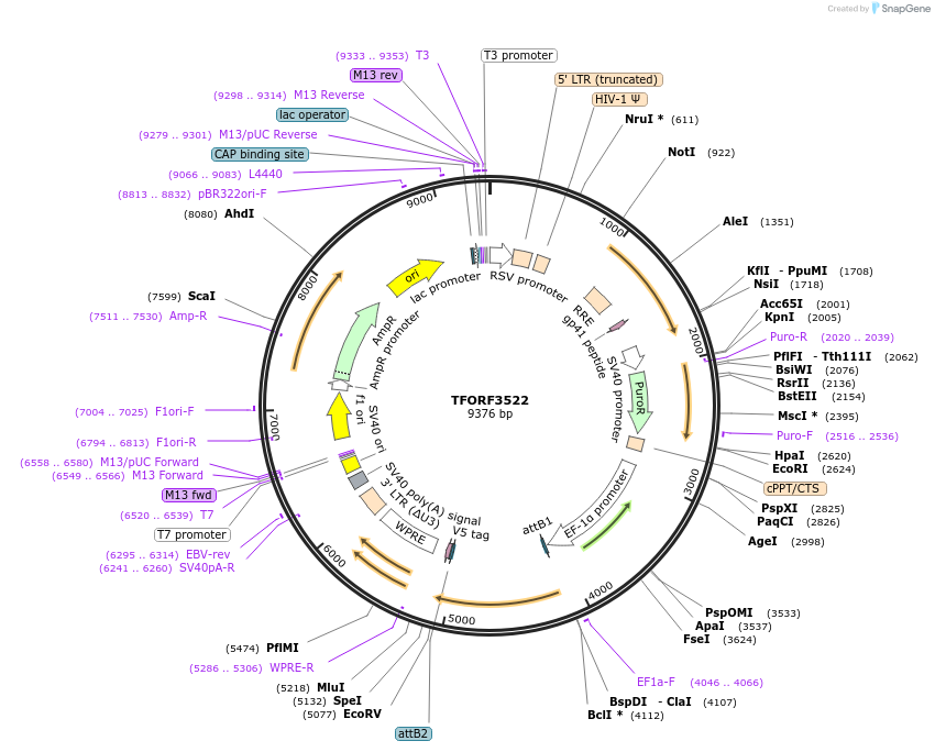 144998-plasmid-map-sequence-id-287108