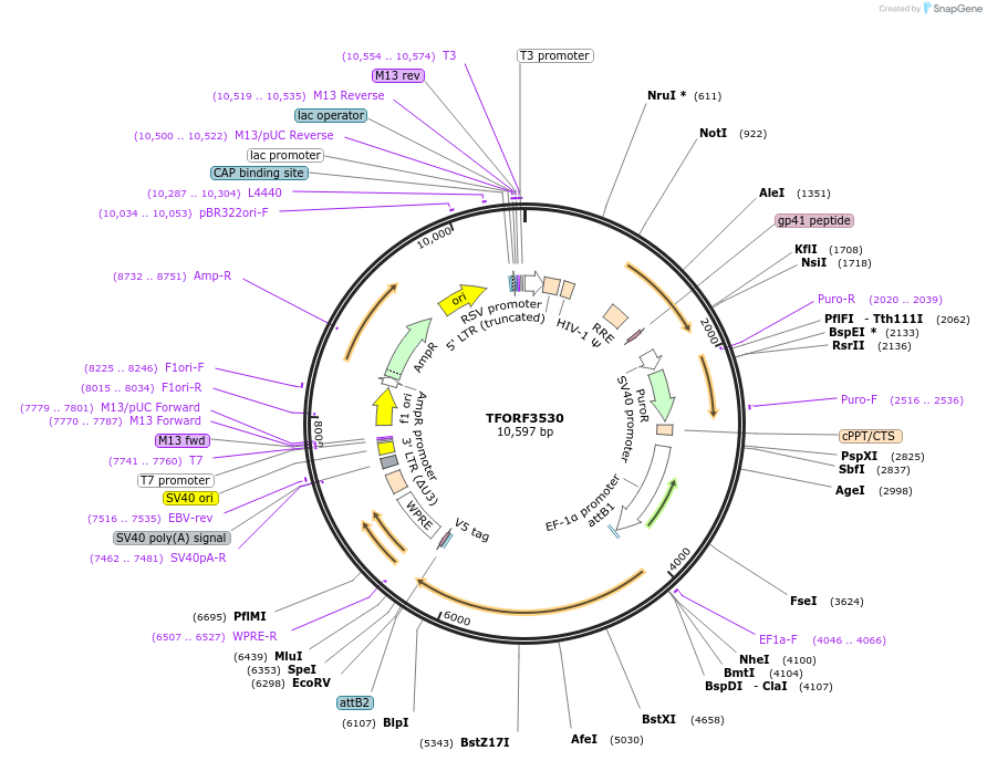 145006-plasmid-map-sequence-id-287132