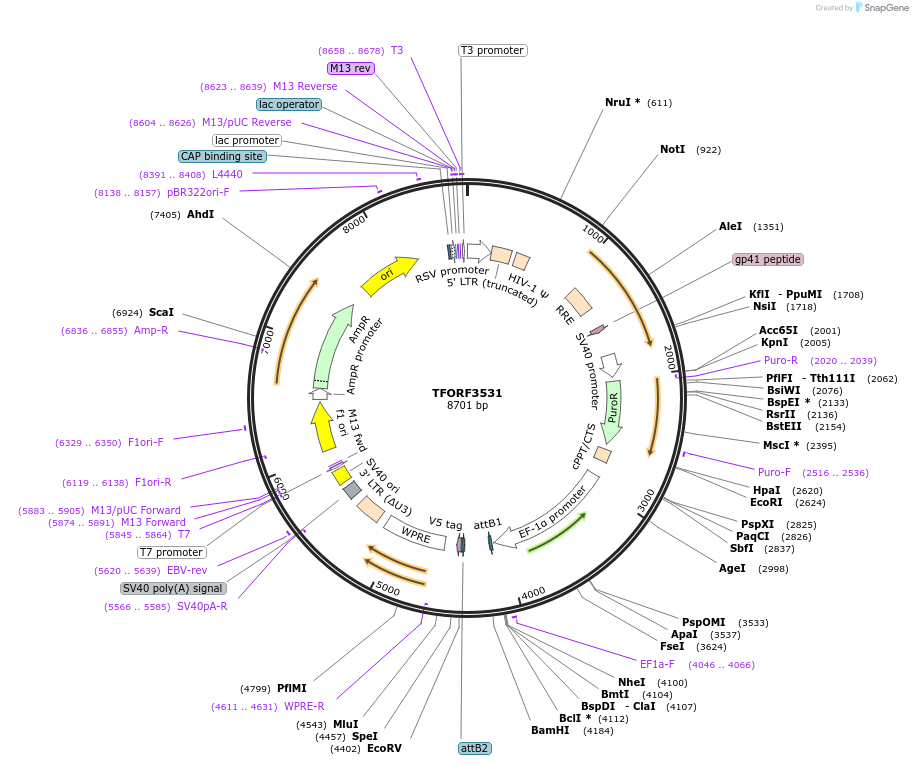 145007-plasmid-map-sequence-id-287135