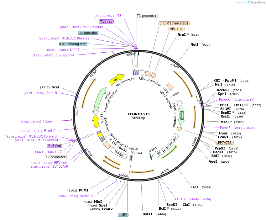 145009-plasmid-map-sequence-id-287141