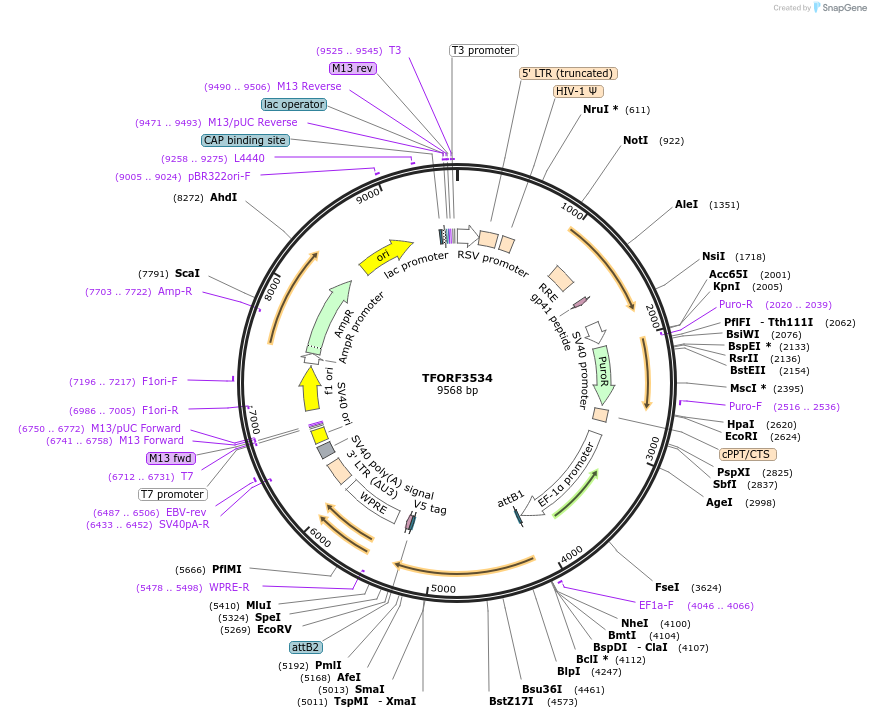 145010-plasmid-map-sequence-id-287144