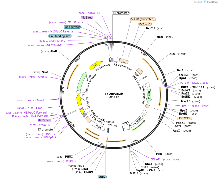 145015-plasmid-map-sequence-id-287159